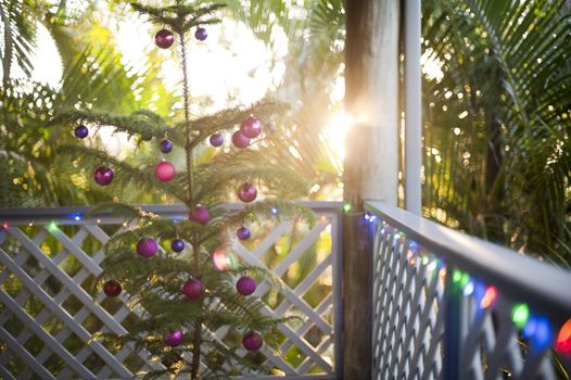 Tropical Christmas celebration with a natural potted pine decorated Xmas tree on an outdoor porch against lush green vegetation and sun flare from the rising sun