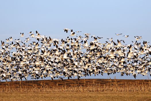 Thousands of migrating Snow Geese ( Chen caerulescens ) fly over a field after a layover in Lancaster County, Pennsylvania, USA.