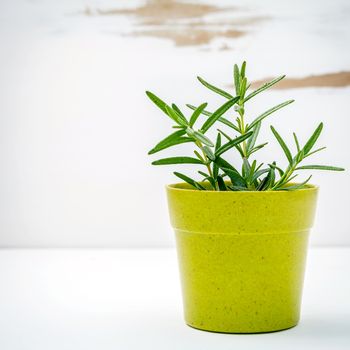 Fresh rosemary potted on white shabby wooden background. Rosemary planted in pots with copy space.