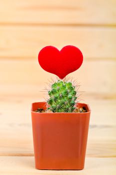 cactus and red hearts on wood background.