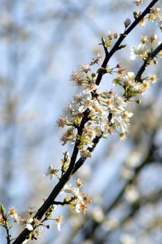 Branch of cherry tree in flower on a fuzzy bottom