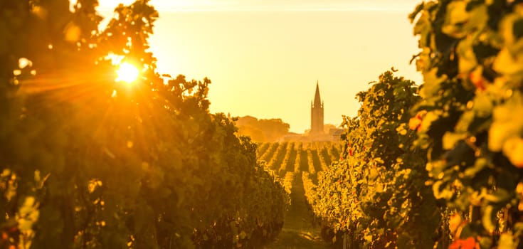 Saint Emilion, Vineyard Sunrise, Bordeaux Wine, France