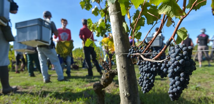 Workers in vineyards, Grape Harvest, Saint Emilion, Bordeaux, France