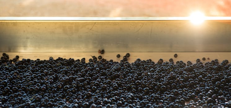 Grape harvest, red grape bay on the sorting table, France