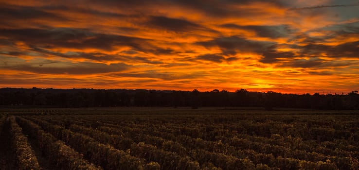 Vineyard Sunrise, Bordeaux Vineyard, France, Europe