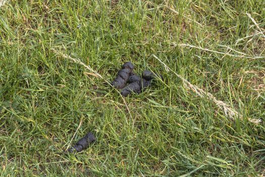 Dog droppings on the lawn of a park.