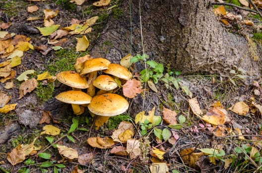 Deciduous in autumn season in the month of October