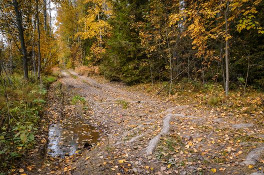 Deciduous in autumn season in the month of October