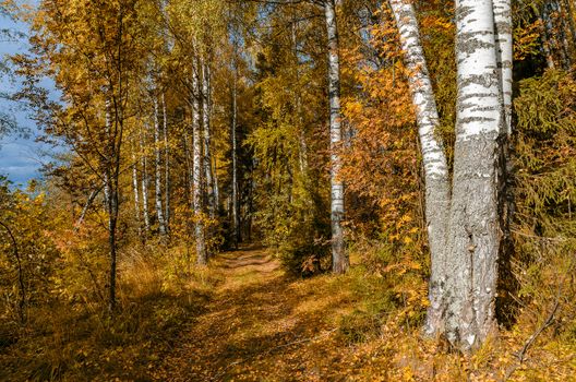 Deciduous in autumn season in the month of October