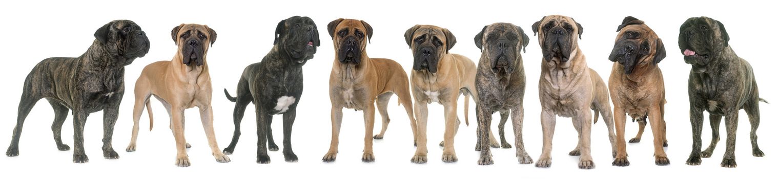 nine bull mastiffs in front of white background