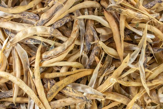 selective focus on common navy yellow dry bean vegetable