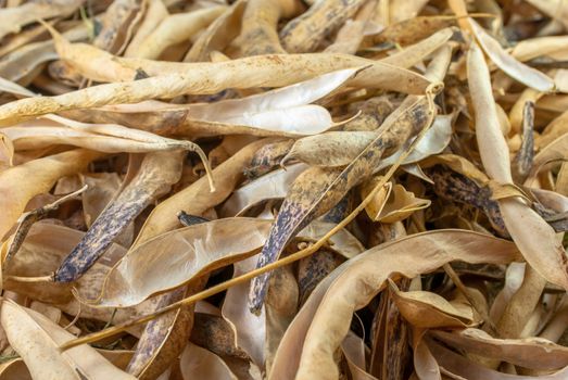 selective focus on common navy yellow dry bean vegetable