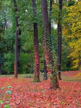 Autumn landscape of red leaves and trunks of trees entwined with ivy in the wild forest.