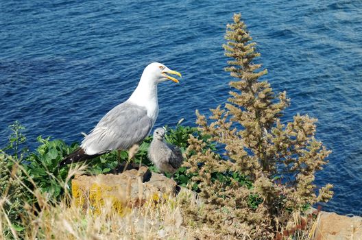 Adult seagull with the little chick in the grass on the stones of the background sea.