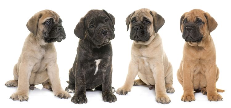 puppy bull mastiff in front of white background