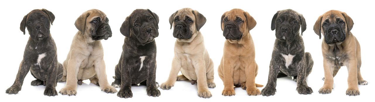 puppies bull mastiff in front of white background