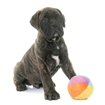 puppy bull mastiff playing in front of white background