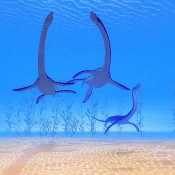 Plesiosaurus marine reptile dinosaurs swim together in Jurassic Seas to find their next prey.