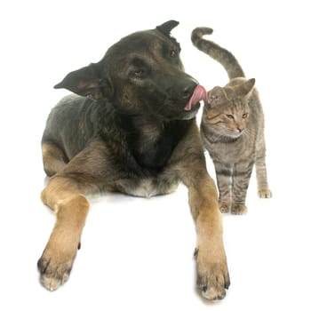 kitten and belgian shepherd malinois in front of white background