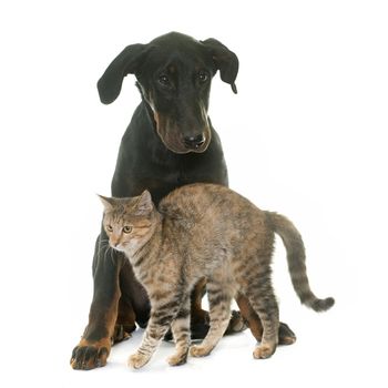 puppy beauceron dog and kitten in front of white background