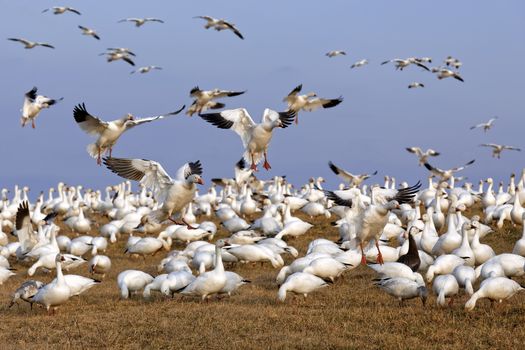 Thousands of migrating Snow Geese ( Chen caerulescens ) fly in for a layover in Lancaster County, Pennsylvania, USA.