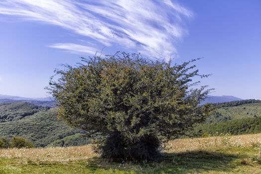 Albero Monti della Laga