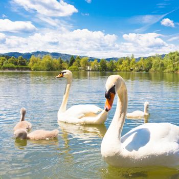 Swan family swimming in Koseze Pond or Martinek Pond or Lake Koseze is an artificial pond at the edge of Ljubljana, the capital of Slovenia.