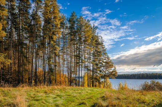 Golden autumn in the month of October in a beautiful forest