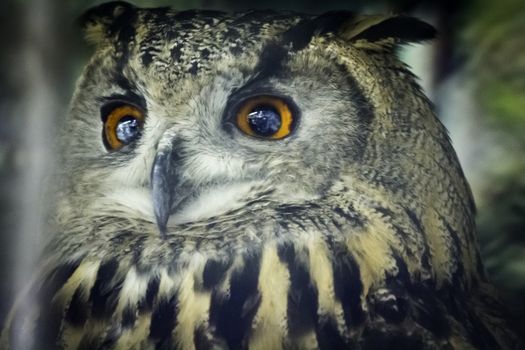 Eagle Owl (Gufo Reale) - Bubo bubo