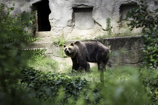 Brown bear (Ursus arctos)