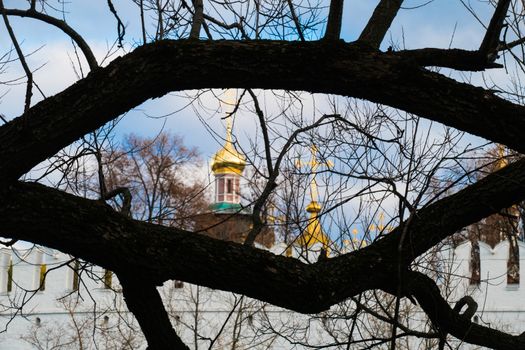 Novodevichy Convent domes through tree branch