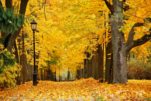 Autumn October colorful park. Foliage trees alley in park