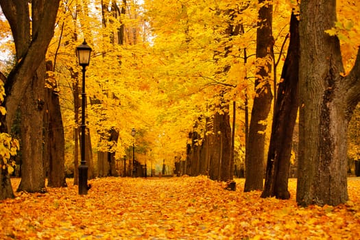 Autumn October colorful park. Foliage trees alley in park