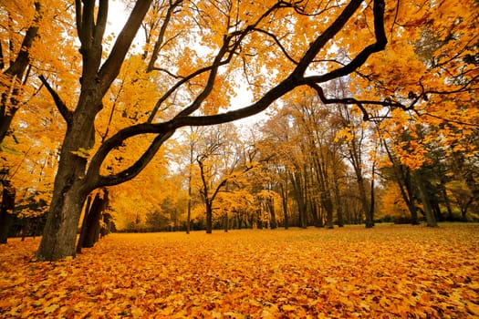 Autumn October colorful park. Foliage trees alley in park