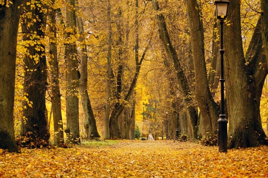 Autumn October colorful park. Foliage trees alley in park