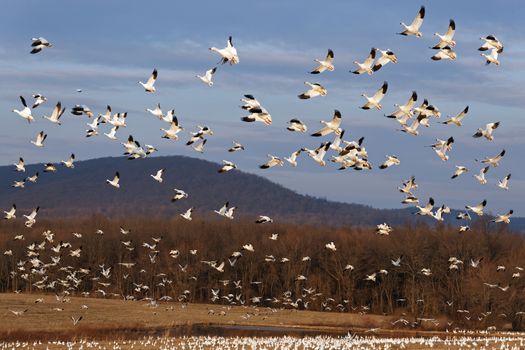 Thousands of migrating Snow Geese ( Chen caerulescens ) fly over after a layover in Lancaster County, Pennsylvania, USA.