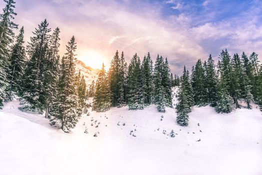 Snowy landscape in the Austrian Alps with the sun shining through a fir forest and mountain peaks. Picture taken in Ehrwald, Austria.