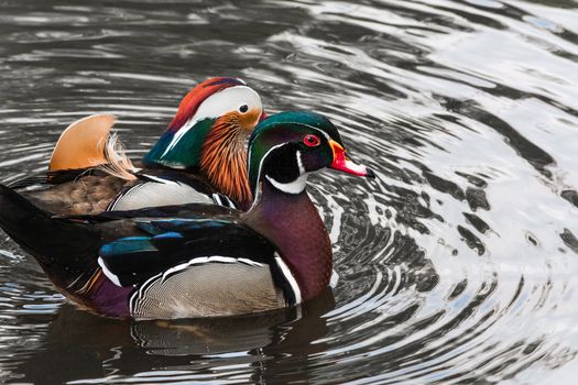 Closeup Mandarin duck (Aix galericulata) swimming in a pond.