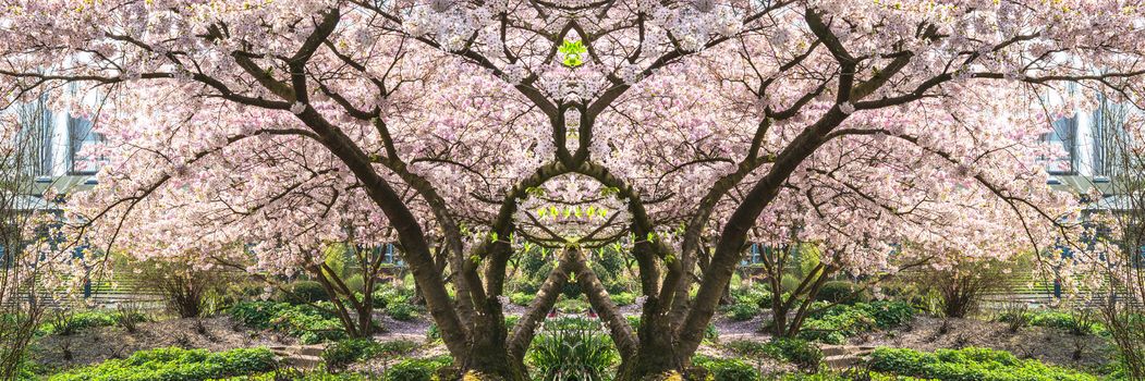 Panorama, pink tree blossoms in spring against blue sky.