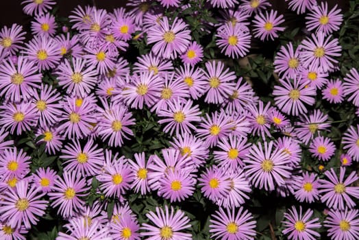 Violet asters flowers green background