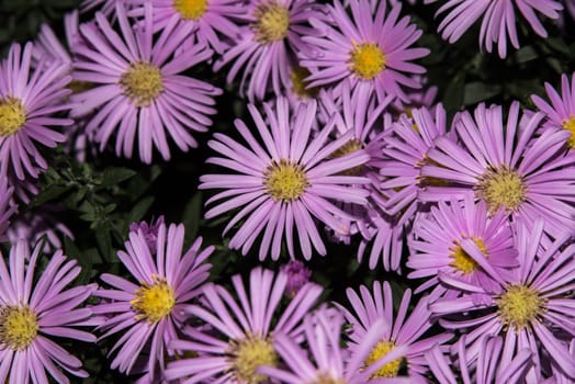 Violet asters flowers closeup