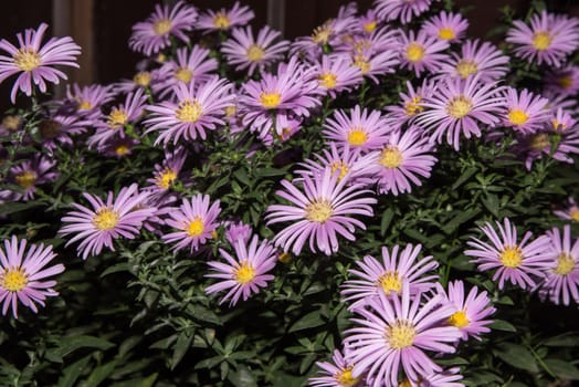 Violet asters flowers with leaves