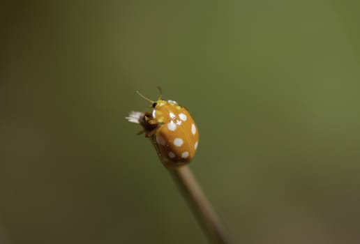 Orange Ladybird  -  Halyzia sedecimguttata  (Linnaeus, 1758)