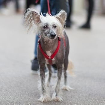 Chinese Crested Dog, Canis lupus familiaris, on leash wearing red collar on a city walk.