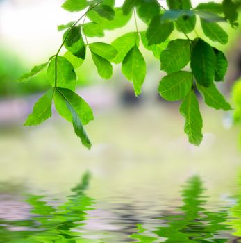 tree branch above the water closeup