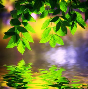 tree branch above the water closeup