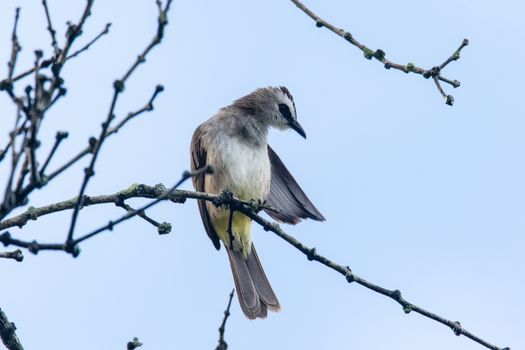 a yellow vented bulbul perching and cleaning itself