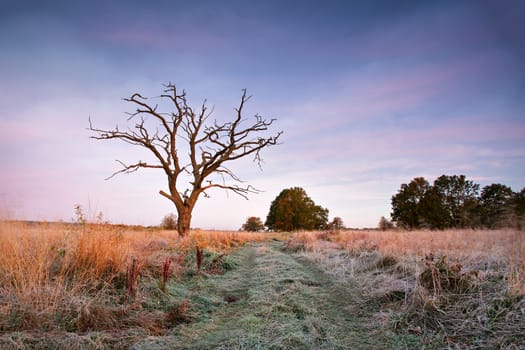 First autumn frosts. Old oak snag on the meadow in Belarus