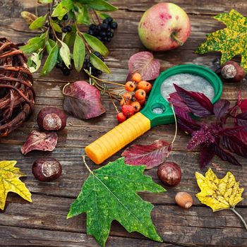 Magnifier and autumn foliage and plants on wooden table