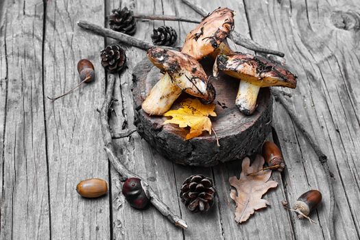 Plate collected in the forest boletus mushrooms on wooden background